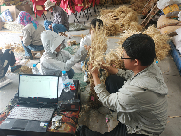 1d8b6be266c249b99053b8e9653b77ee.jpg 考种.jpg